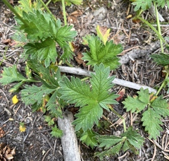 Potentilla gracilis