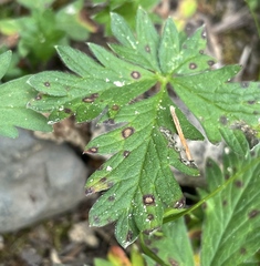 Potentilla gracilis