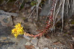 Sedum morrisonense