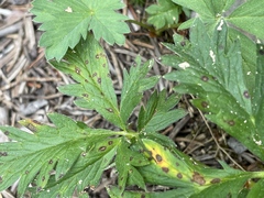 Potentilla gracilis