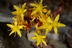 Sedum morrisonense