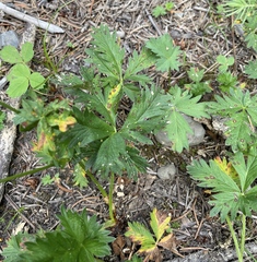 Potentilla gracilis