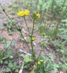 Potentilla gracilis