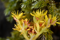 Sedum morrisonense