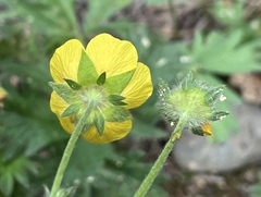Potentilla gracilis