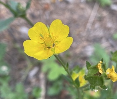 Potentilla gracilis