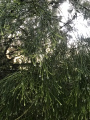 Exocarpos cupressiformis