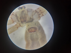 Pholcus alticeps