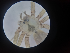 Pholcus alticeps