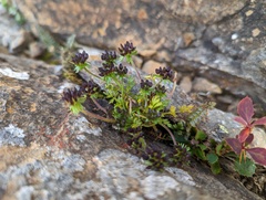 Chaerophyllum taiwanianum