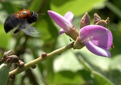 Xylocopa lateritia