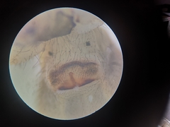 Pholcus alticeps