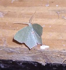 Chloropteryx tepperaria