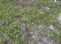 Eriogonum umbellatum