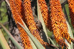 Colius striatus minor