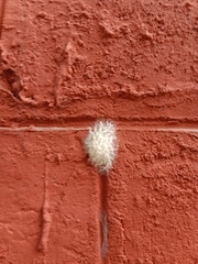 Latrodectus geometricus