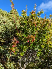 Berberis morrisonensis