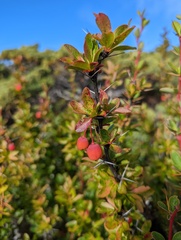 Berberis morrisonensis