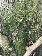 Chrysothrix candelaris