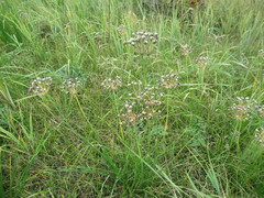Allium ramosum