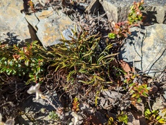 Asplenium septentrionale