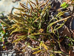 Asplenium septentrionale
