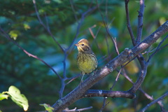 Emberiza personata