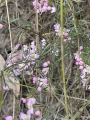 Boronia pilosa
