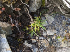 Silene ohwii