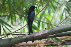 Dicrurus paradiseus paradiseus