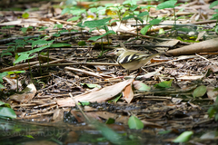 Dendronanthus indicus