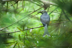 Dicrurus leucophaeus