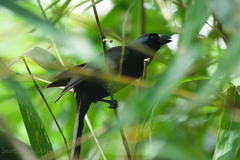 Crypsirina temia