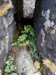 Polystichum taizhongense
