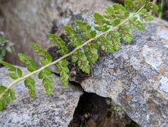 Polystichum taizhongense