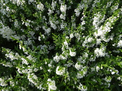 Angelonia angustifolia