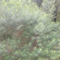 Cassinia longifolia