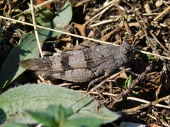 Oedipoda caerulescens