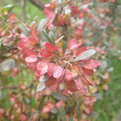 Dodonaea viscosa cuneata