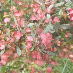 Dodonaea viscosa cuneata