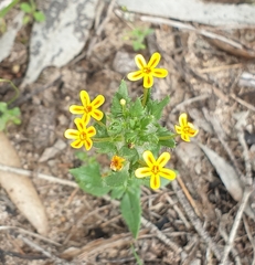 Zaluzianskya divaricata