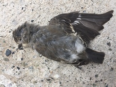 Ficedula semitorquata