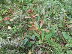 Gentiana macrophylla