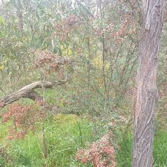 Dodonaea viscosa cuneata
