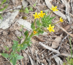 Zaluzianskya divaricata