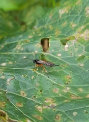Pimpla rufipes