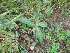 Gentiana macrophylla