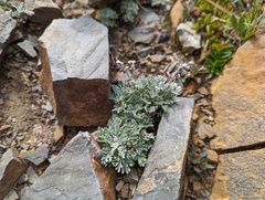 Artemisia kawakamii