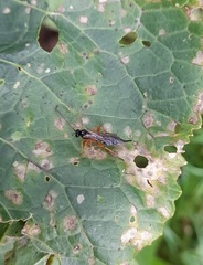 Pimpla rufipes