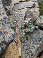 Artemisia kawakamii
